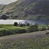 Bluebells at Rannerdale