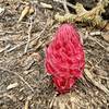 Sequoia & Kings canyon NP
<br>
Snow plant (Sarcodes) on Rancheria trail