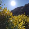 Scotch Broom (Cytisus scoparius), Mountain Home Creek