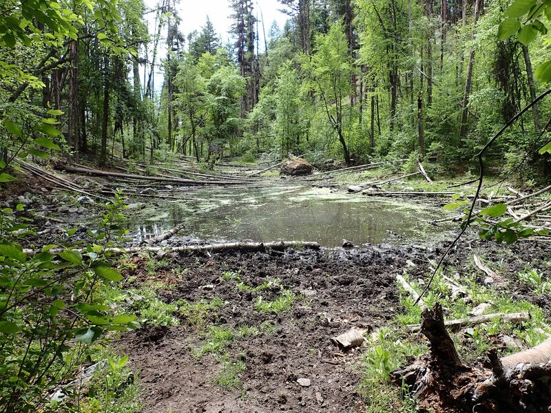 First pond, summer condition