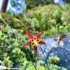 Tamarack lake area
<br>
"Crimson columbine"