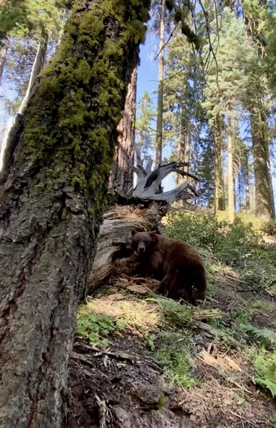 Sequoia & Kings Canyon NP
<br>
"Nothing to see here, Jus passin' thru…"