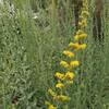 California goldenrod (Solidago californica), Oak Glen Preserve