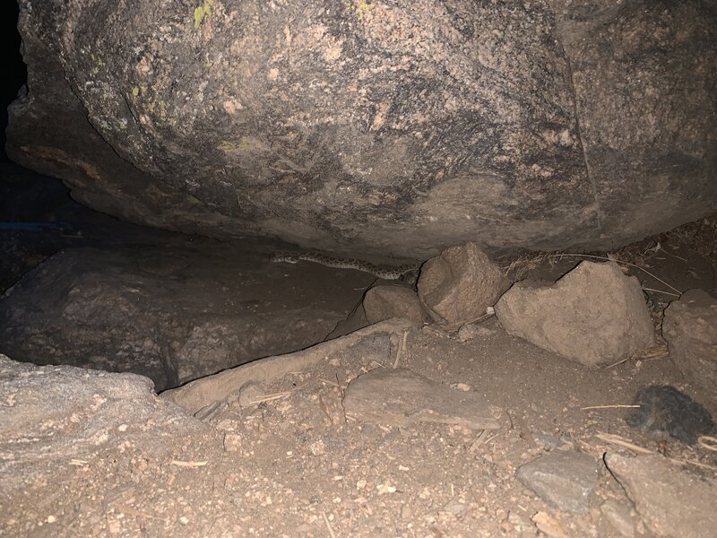 This adolescent rattlesnake is living at the base of the crag right before the fixed ropes, 8/11/22. Fair warning not to leave your belongings next to that rock. I made that mistake and found it nestled up on my climbing bag....