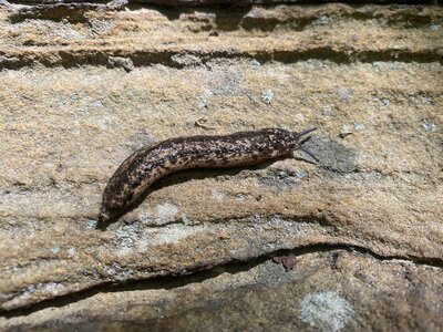 Mega Sender sprints toward the chains on Tar Baby