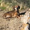 Sophie being a great crag dog and watching her peeps climb on the Valentine Wall.