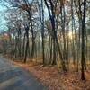 Morning sunlight through the trees near the CCC lot.