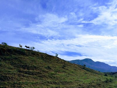 Donkeys on patrol, Pigeon Pass