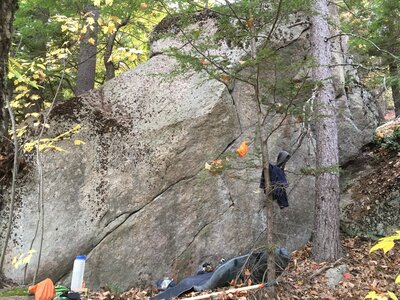 Xylem(Sorry for all the garbage in the photo!)