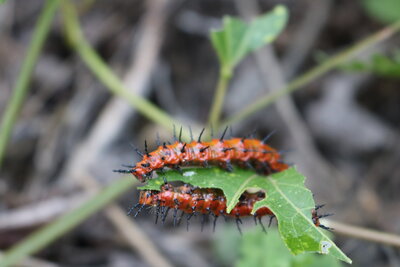 Gulf Fritillary caterpillars, some of the wildlife that the plants on Currahee supports.