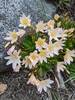 Tweedy's lewisia can be found hiding on the approach slabs in the spring-time. Always a treat to see these on early season outings.