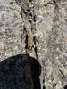 A little friend hanging out by the summit register. They have a nest on top so try not to disturb them.