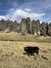 Cows grazing in front of the stone forest