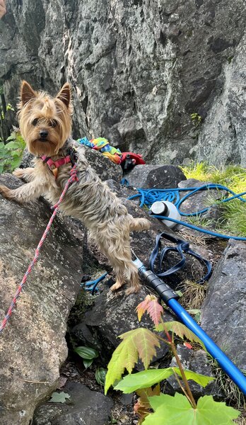 World's best belayer -- soft catch guaranteed