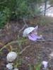 Bush Beardtongue (Keckiella brevifolia), Keller Peak