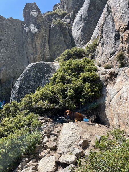 Poor dog left on a hot alone at the base while they were climbing and gone