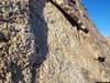 Chuckwalla under one of the flake handholds about 2/3 of the way up Serpent Scales.