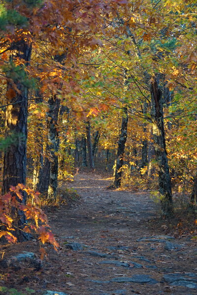 Fall colors in cowell aren't to be missed