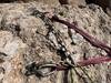 1/16/2024 - Chains installed by Paul Paeonessa to improve anchor setup. The slings that are present were part of a Top Rope setup that day on a different route. Rope was set up for TR on Ol Solo Mio.