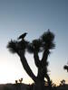 Quoth the Raven, Joshua Tree NP