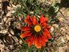 Spring flower at Saddle Peak.