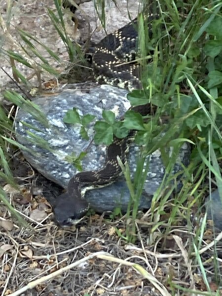 Western diamondback in the Angeles National Forest