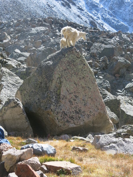 The ever present mountain goats at Avalanche Lake