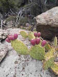 Prickly Pear and ripe tunas, North Shore Boulders