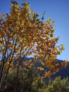 Fall foliage along the approach trail, Monkeyface Falls