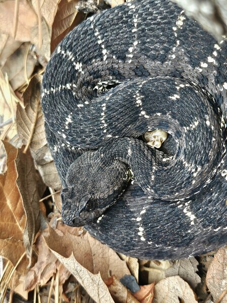 Arizona Black Rattlesnake found at crag