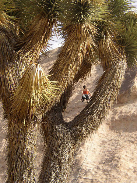 joshua trees!