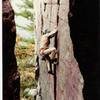 Woodchuck on the Birch Tree Crack Taken by Scott Danforth.