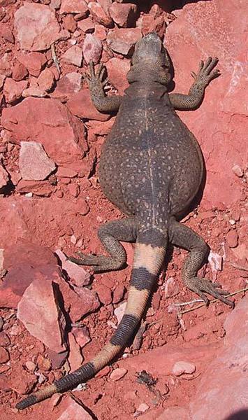 This big fellow freaked me out while belaying when he crawled out of a bush behind me.  I found out later it's a Chuckwalla, they are vegetarians and pretty mellow.