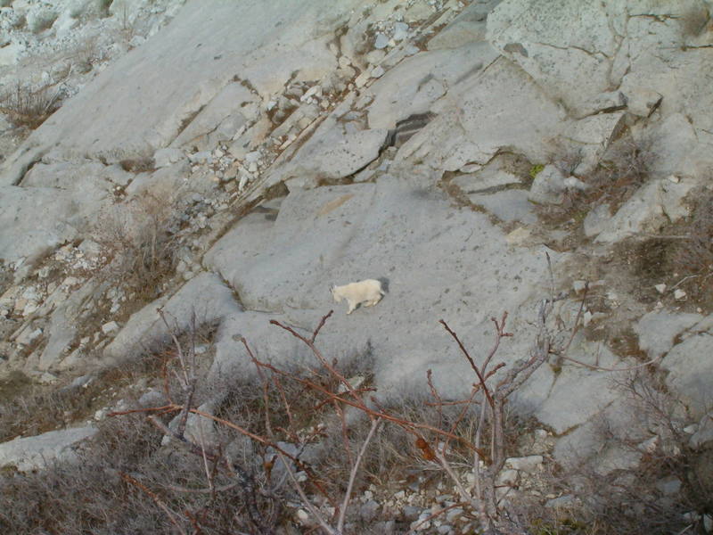 Mr. Goat playing on the slabs just below Schoolroom.