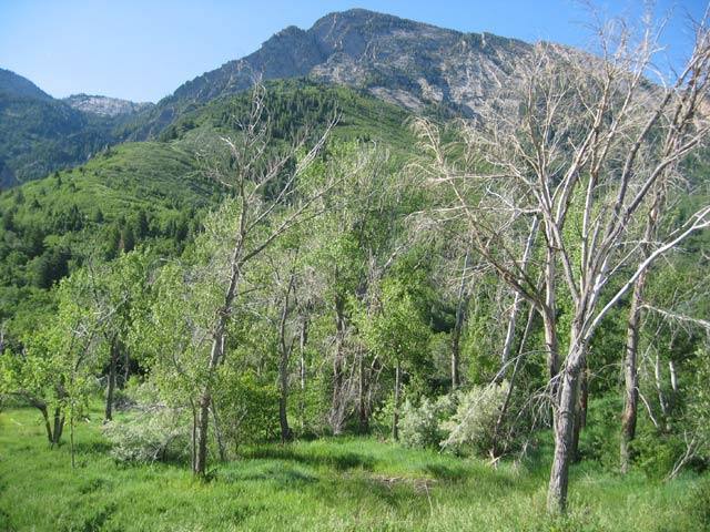 North Face of Mt Olympus